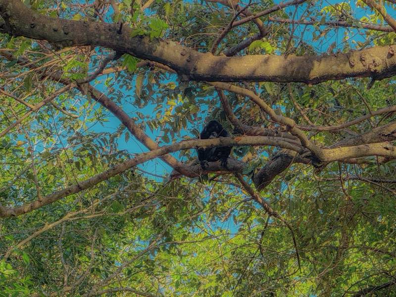 Mono congo descansando en las ramas de un árbol del condominio